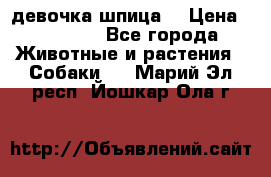 девочка шпица  › Цена ­ 40 000 - Все города Животные и растения » Собаки   . Марий Эл респ.,Йошкар-Ола г.